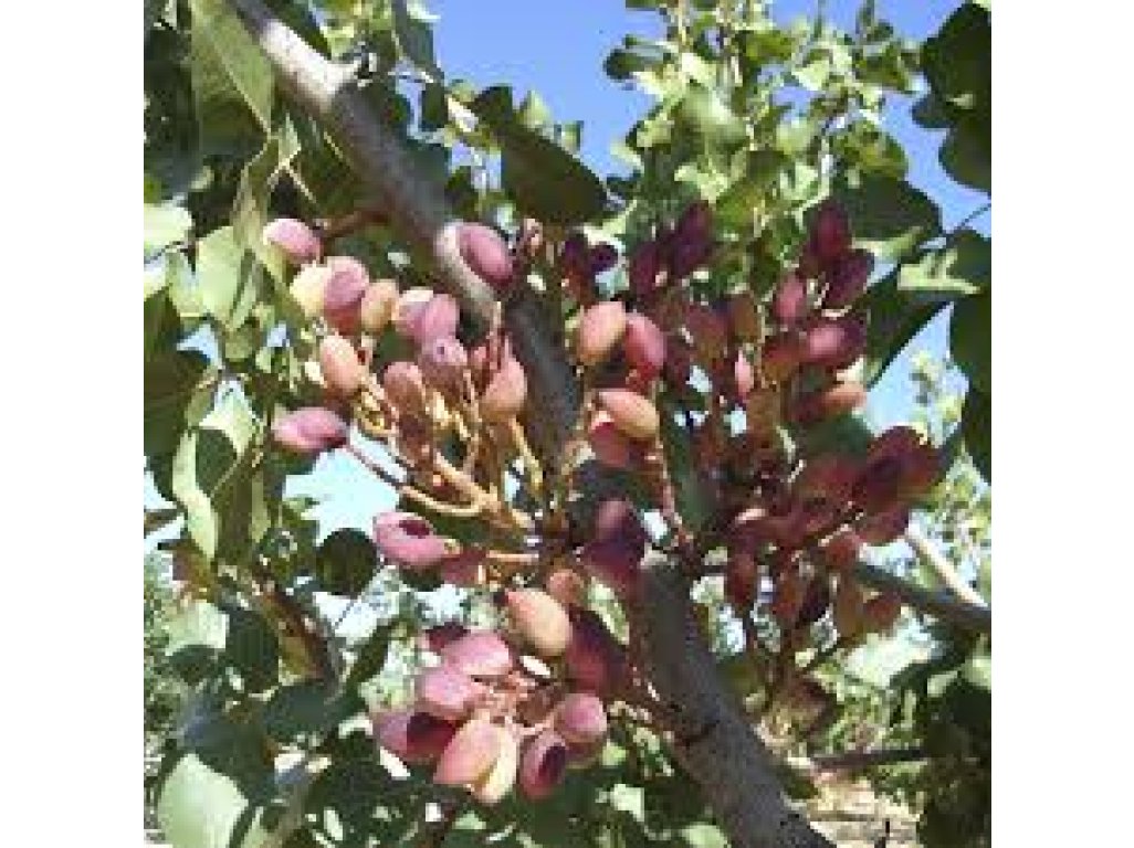 Pistacia vera ´Avdat´ - female - samičí odrůda /SUMMER 2026/