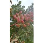 Pistacia vera ´Avdat´ - female - samičí odrůda /SUMMER 2026/