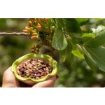 Pistacia vera ´Avdat´ - female - samičí odrůda /SUMMER 2026/