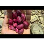 Pistacia vera ´Avdat´ - female - samičí odrůda /SUMMER 2026/