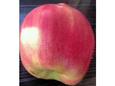 Cydonia oblonga ´Kimizi Ayva´ - kdouloň červená MEGARARITA