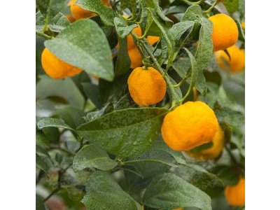 Citrus keraji hort. - odolná mandarinka