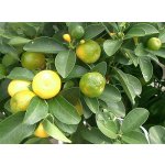 Citrus keraji hort. - odolná mandarinka