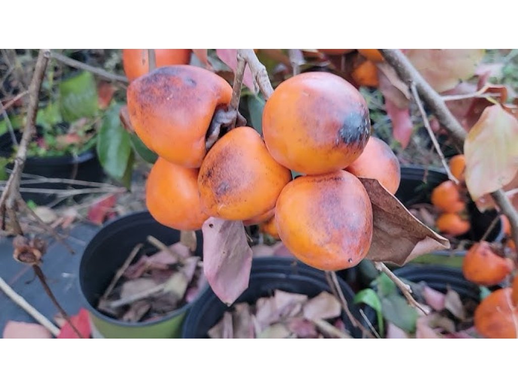 Diospyros kaki ´Kira kaki´ - japanese persimmon /SUMMER 2026/