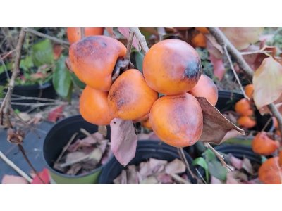 Diospyros kaki ´Kira kaki´ - japanese persimmon /SUMMER 2026/