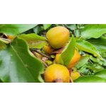 Diospyros kaki ´Kira kaki´ - japanese persimmon /SUMMER 2026/