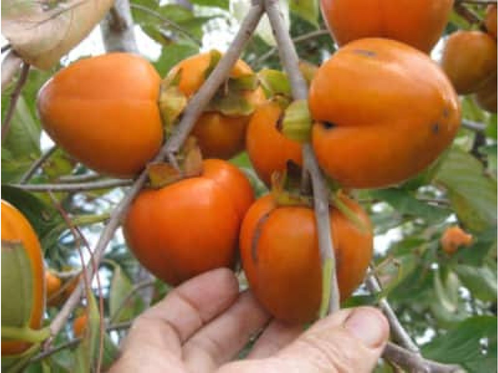Diospyros kaki ´Honan Red´ - japanese persimmon   /SUMMER 2026/