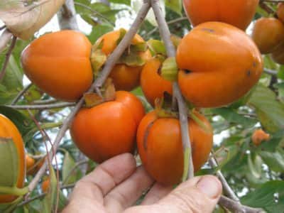 Diospyros kaki ´Honan Red´ - japanese persimmon   /SUMMER 2026/
