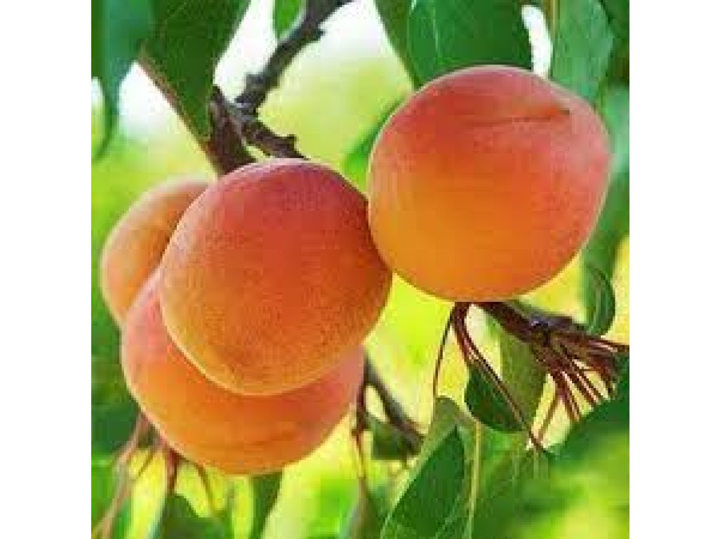 Prunus armeniaca ´Krupnoplodnyj Duki´ - hardy aprikose - MEGA odolná meruňka