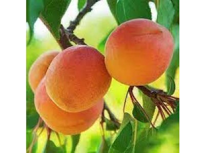 Prunus armeniaca ´Krupnoplodnyj Duki´ - hardy aprikose - MEGA odolná meruňka