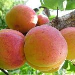 Prunus armeniaca ´Krupnoplodnyj Duki´ - hardy aprikose - MEGA odolná meruňka