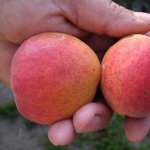 Prunus armeniaca ´Krupnoplodnyj Duki´ - hardy aprikose - MEGA odolná meruňka