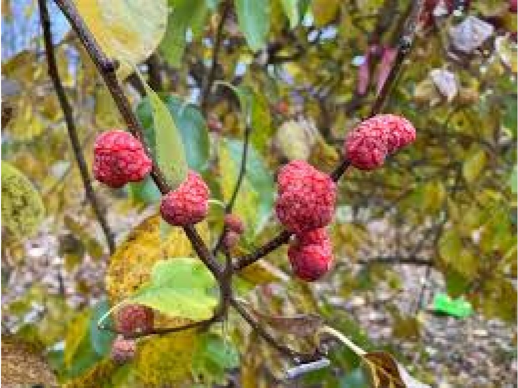 Cudrania tricuspidata ´Hwanggeumja 3´ - cudrang, che /SUMMER 2026/