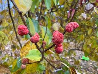 Cudrania tricuspidata ´Hwanggeumja 3´ - cudrang, che /SUMMER 2026/