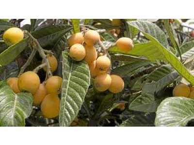 Eriobotrya japonica - lokvát japonský /semenáček ze Severního Řecka/ poslání po 15.3.2026