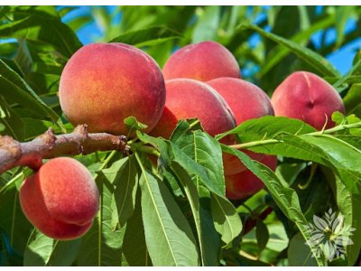 Prunus persica ´Harnas´ - broskvoň žlutomasá raná /summer 2026/