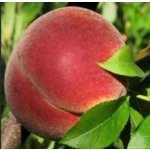 Prunus persica ´Harnas´ - broskvoň žlutomasá raná /summer 2026/