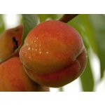 Prunus persica ´Harnas´ - broskvoň žlutomasá raná /summer 2026/