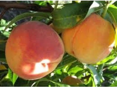 Prunus persica ´Inka´ - broskvoň žlutomasá pozdní /summer 2026/