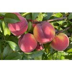 Prunus persica ´Inka´ - broskvoň žlutomasá pozdní /summer 2026/