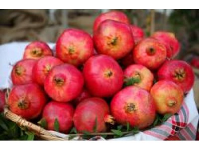 Punica granatum ´Hermione´ - granátovník obecný