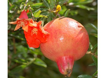 Punica granatum ´Favorite´ - granatovník obecný