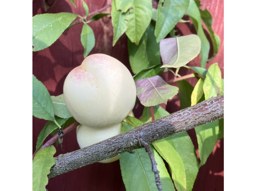 Prunus persica ´Ice Peach´ - bílá broskvoň rarita /summer 2026/