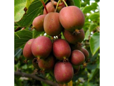 Actinidia arguta ´Geneva Red´ - samičí odrůda