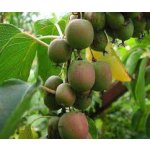 Actinidia arguta ´Geneva Red´ - samičí odrůda