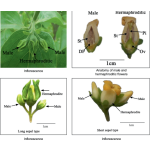 Diospyros kaki ´Pollinator´ - japanese persimmon /opylovač pro ´Koroliok´/poslání po 20.3.2026/