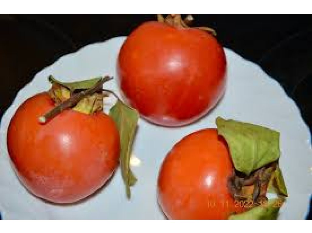 Diospyros kaki ´Imperiale´ - japanese persimmon /NOVINKA/