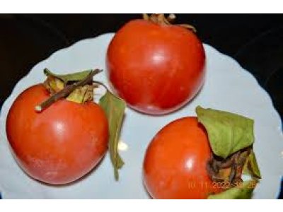 Diospyros kaki ´Imperiale´ - japanese persimmon /NOVINKA/