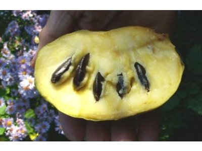 Asimina triloba cv. ´Prima 1216´ - muďoul trojlaločný /SILNĚJŠÍ ROSTLINA