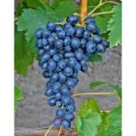 Vitis vinifera ´Attika´ - vinná réva bezsemenná modrá
