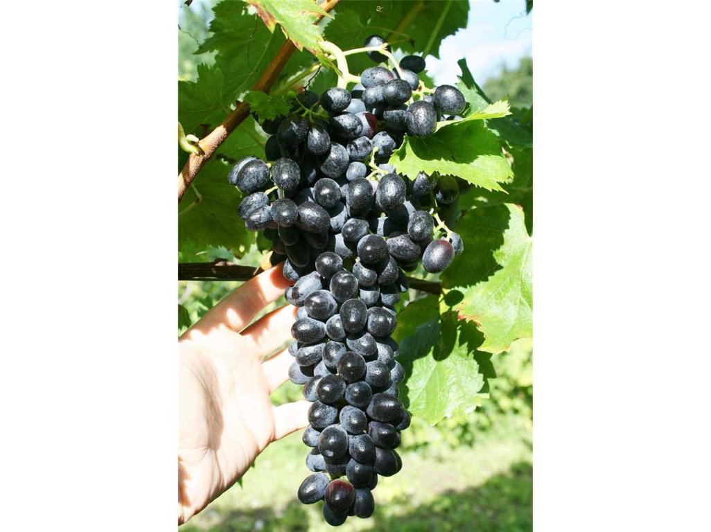 Vitis vinifera ´Attika´ - vinná réva bezsemenná modrá
