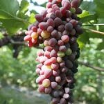 Vitis vinifera ´Jupiter´ - vinná réva bezsemenná růžová