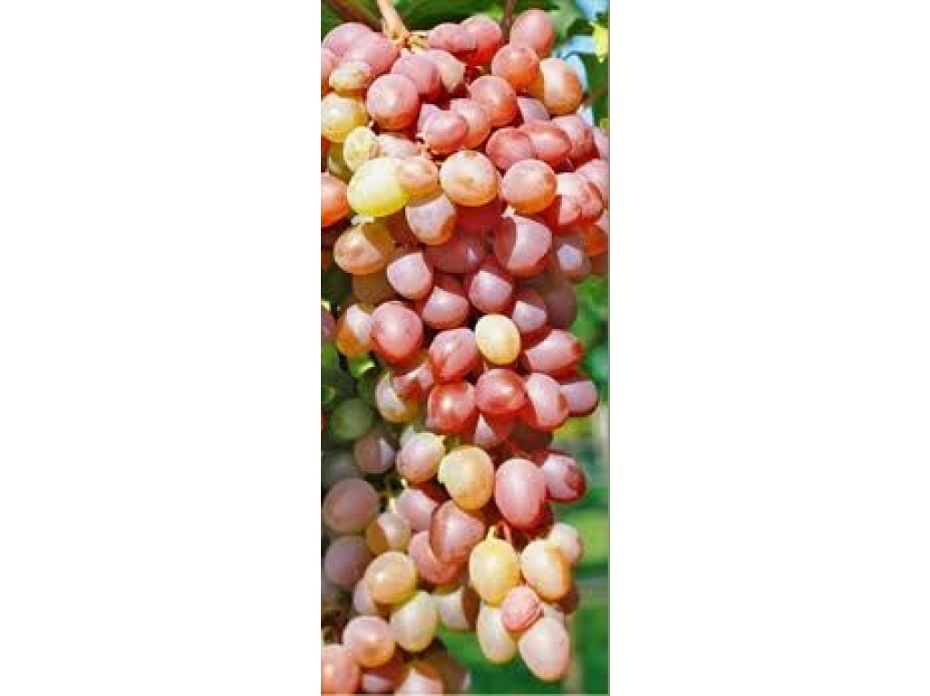 Vitis vinifera ´Jupiter´ - vinná réva bezsemenná růžová