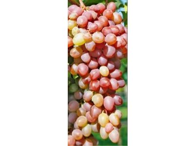 Vitis vinifera ´Jupiter´ - vinná réva bezsemenná růžová