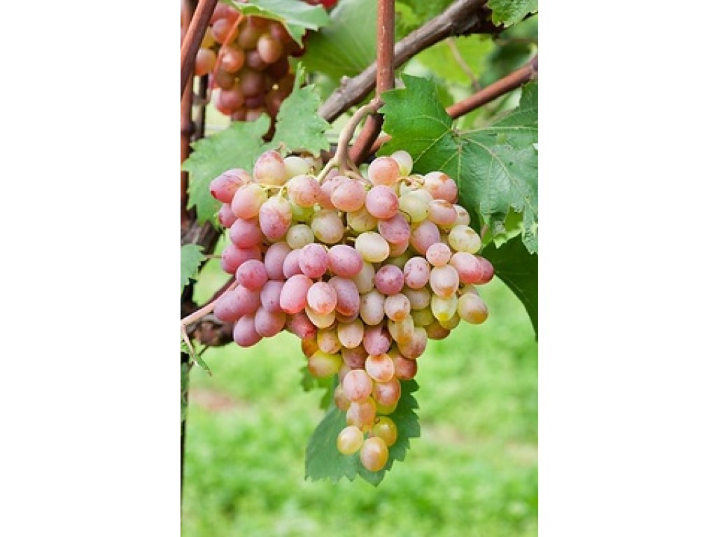 Vitis vinifera ´St. Martin´ - vinná réva bezsemenná růžová