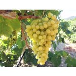 Vitis vinifera ´Sultanina´ - vinná réva bezsemenná bílá