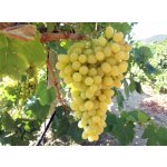 Vitis vinifera ´Sultanina´ - vinná réva bezsemenná bílá