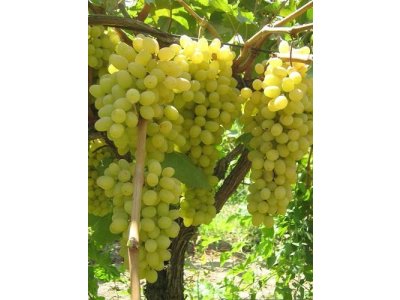 Vitis vinifera ´Sultanina´ - vinná réva bezsemenná bílá