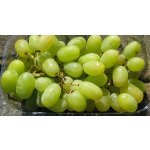 Vitis vinifera ´Sultanina´ - vinná réva bezsemenná bílá