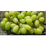 Vitis vinifera ´Sultanina´ - vinná réva bezsemenná bílá