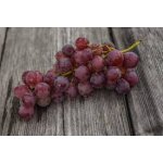 Vitis vinifera ´Vanessa´ - vinná réva bezsemenná růžová