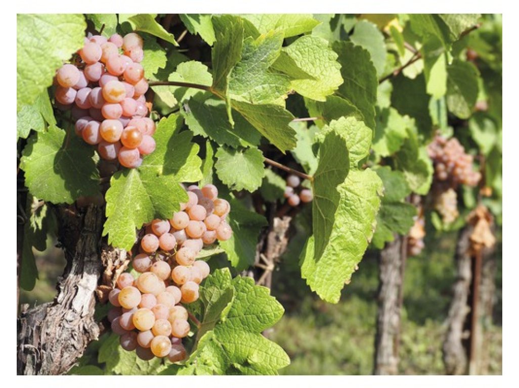 Vitis vinifera ´Vanessa´ - vinná réva bezsemenná růžová