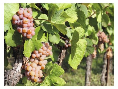 Vitis vinifera ´Vanessa´ - vinná réva bezsemenná růžová