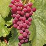 Vitis vinifera ´Vanessa´ - vinná réva bezsemenná růžová