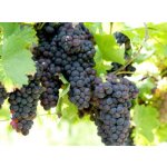 Vitis vinifera ´Venus´ - vinná réva bezsemenná modrá