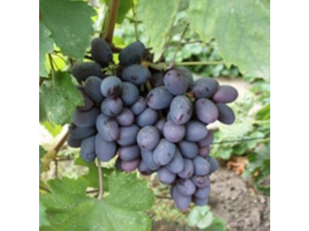 Vitis vinifera ´Venus´ - vinná réva bezsemenná modrá